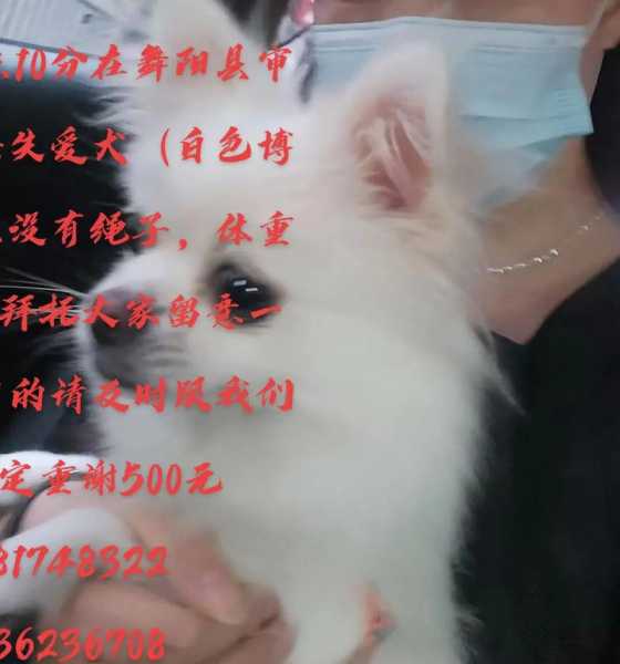 张柔与狗,探寻她与爱犬的深厚情谊