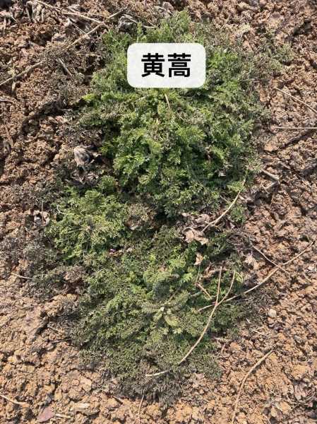 把蒿图片, 如何辨别不同种类_