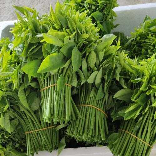 树仔菜图片,欣赏它的独特魅力