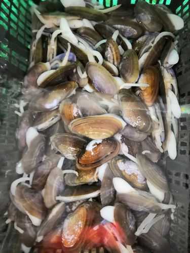 沙螺的功效与作用, 你了解多少？
