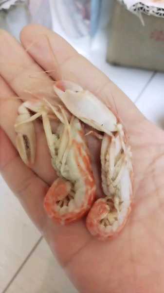 狗虾图片, 如何识别不同种类?