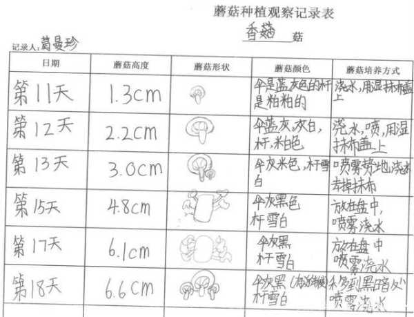 筢菇的种植技巧, 如何在家中轻松栽培?
