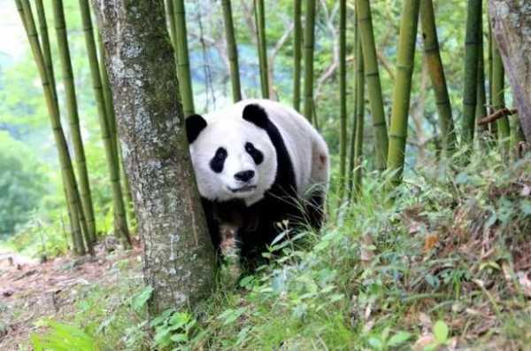 绵虒怎么读, 了解正确发音和含义