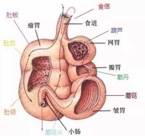 脆肚是哪个部位, 食材知识大揭秘