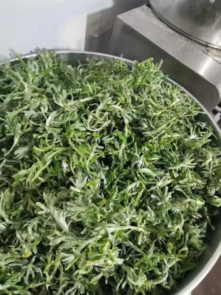 面蒿图片,了解面蒿的特征与用途