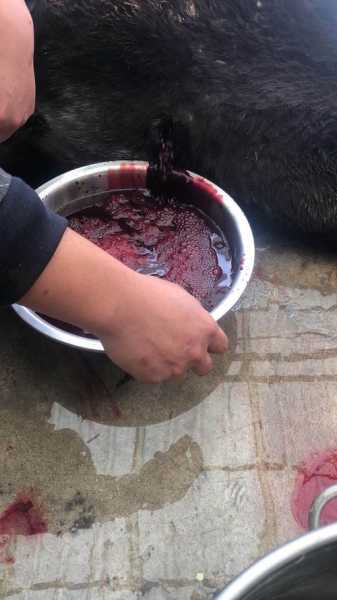 驴血是什么颜色?揭开驴血的神秘面纱