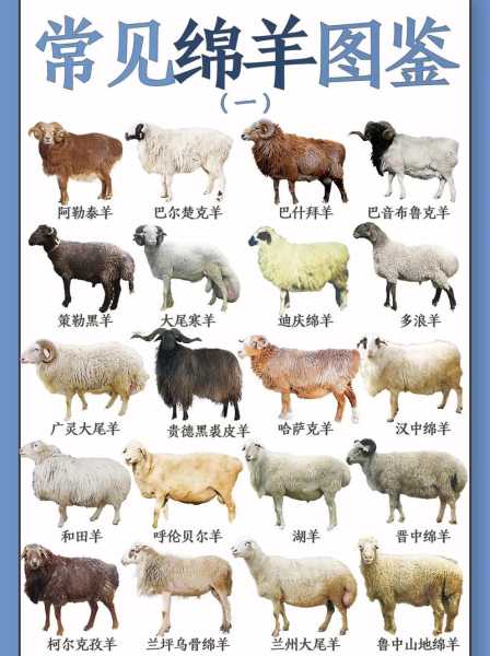 德克塞尔羊(它和普通的绵羊有什么区别)
