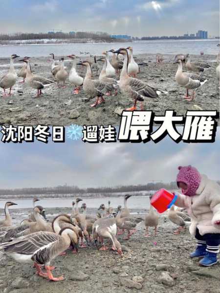 雅丹报恩(大雁会带路吗)