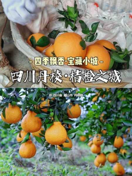 小城桔子_探索这座城市的魅力与美味
