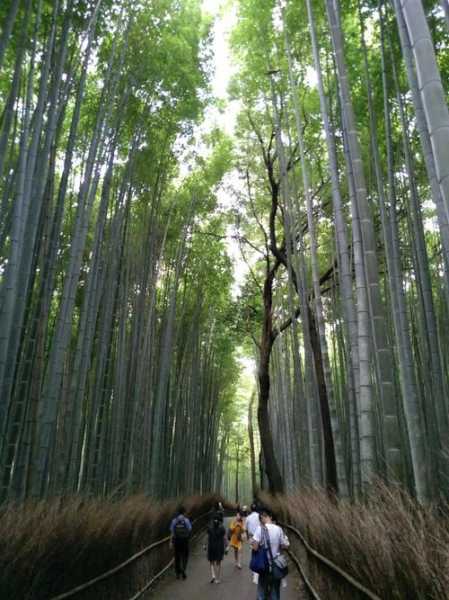 嵯峨山森林公园_探索自然之美的最佳去处