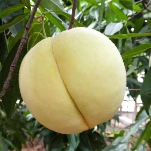 肥城佛桃_为何成为水果界的新宠?