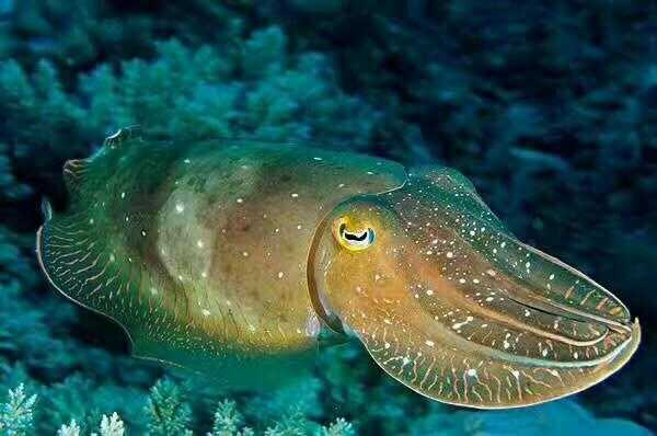青海湖鳇鱼_为何成为海鲜中的珍品?