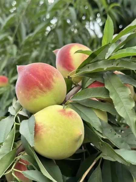 鹰嘴桃哪里的最正宗_品味真材实料的推荐