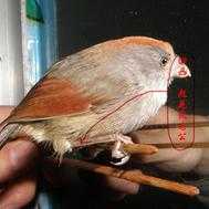 黄腾鸟叫声_如何辨别与分析其特点