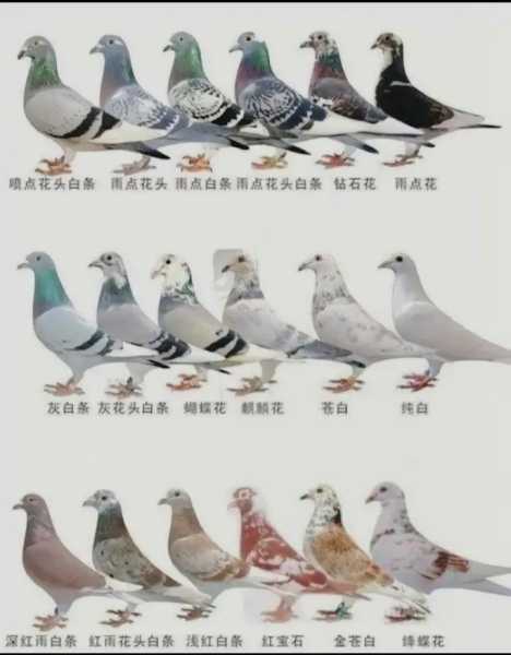 千鸽_如何选择合适的鸽子品种?