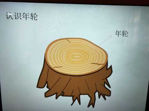 大树桩你有几岁_揭示它的成长秘密