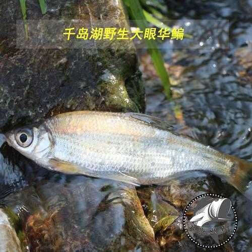 大眼华鳊_如何正确饲养与养殖技巧