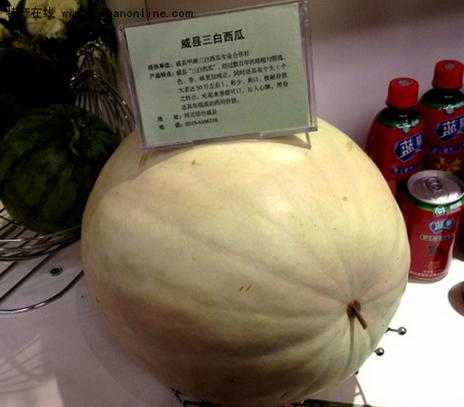 威县三白西瓜_为何备受消费者喜爱?