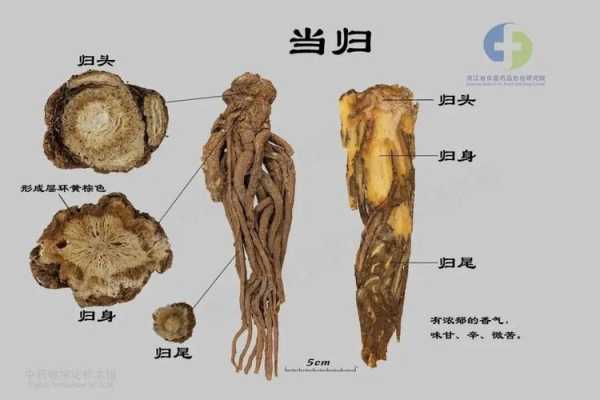 当归图片全图_详解当归的特征与用途