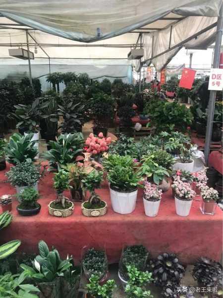 徐州花木大世界_探索精彩的园艺之旅