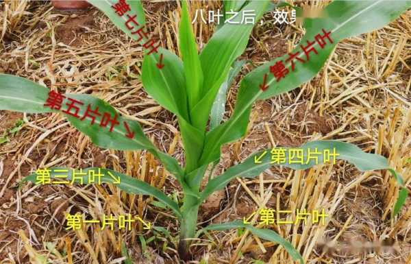 玉谷叶是什么植物_用途与栽培方法简介
