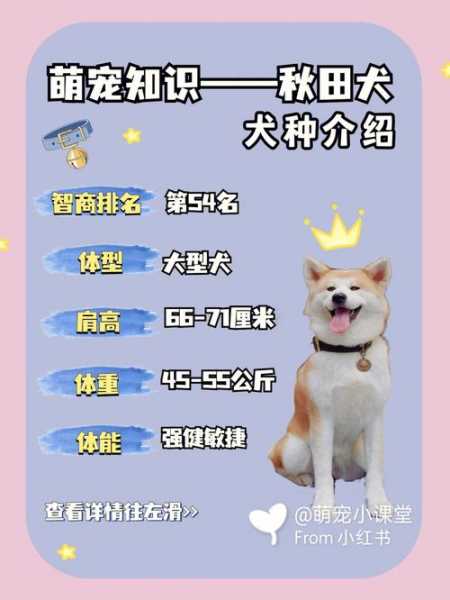 秋田家_如何选择合适的秋田犬?