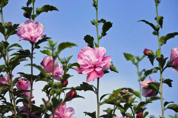 紫槿花_为什么它被称为“夏季的守护者”?