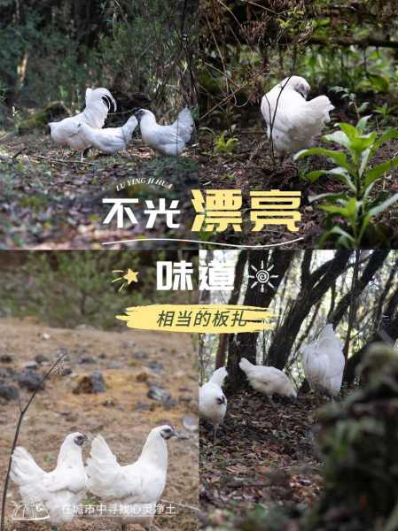腾冲雪鸡_为何成为美食爱好者的首选？