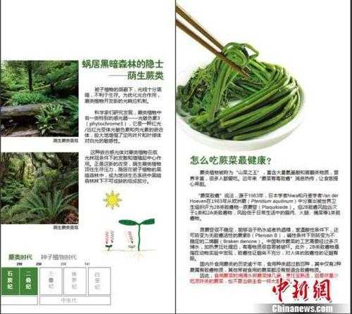 菜蕨_有哪些营养价值和食用方法?