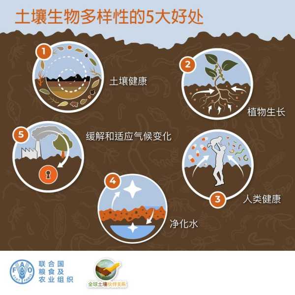 蚯蚓降龙_为何它能改变土壤生态?