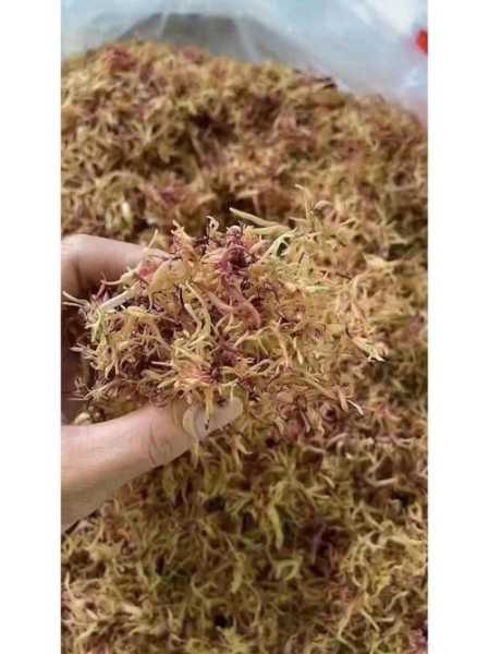 赤菜_营养价值与食用方法详解