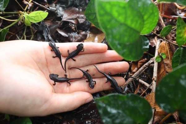 镇海棘螈_这种稀有生物有哪些特征?