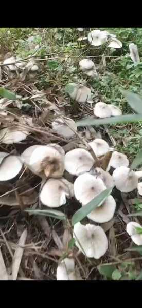 三塔菌图片_了解这种珍稀菌类的特征