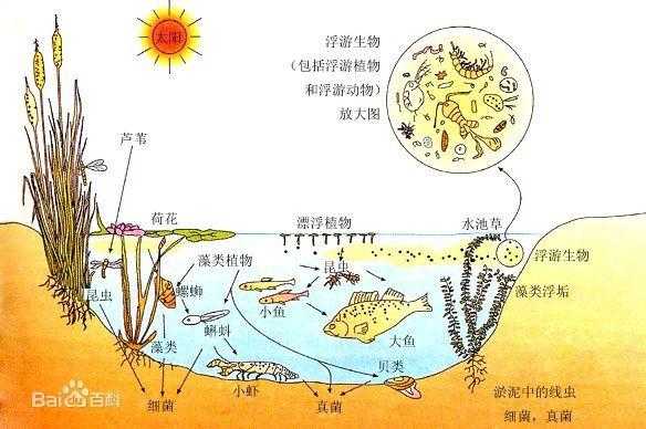 哈虫_为什么它在生态系统中如此重要?