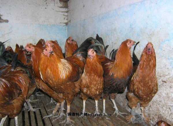 岩鹰鸡_如何养殖与食谱分享