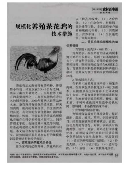 微型鸡_养殖技巧和饲养注意事项