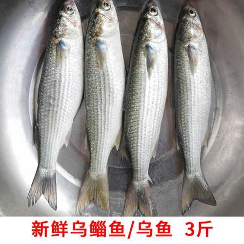 支鱼图片_如何辨别不同种类的支鱼
