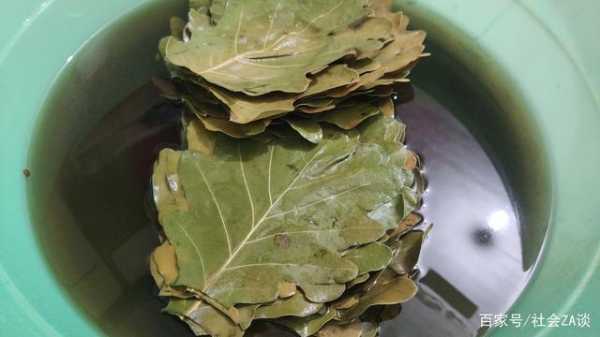 槲坠_如何选择适合的槲坠品种?