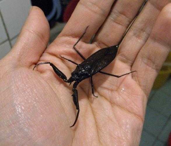 水蝎子图片_你了解这种生物吗?
