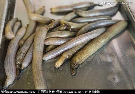 海蚯蚓图片_揭秘海蚯蚓的独特特征