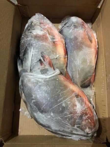 红鲳鱼多少钱一斤_影响价格的因素有哪些
