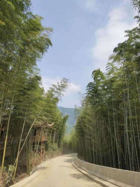 羌王竹海_探寻神秘的自然奇观