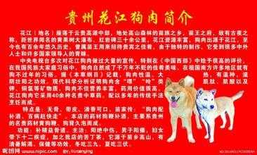 花江狗肉是哪里的_探寻美食背后的故事