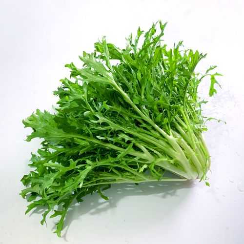 苦叶菜图片_如何辨别其真正特征