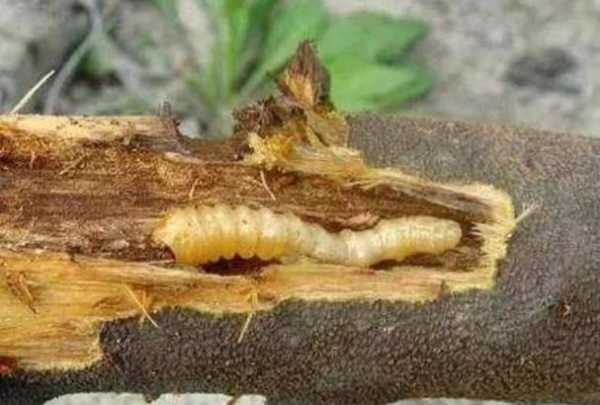虾巴虫_如何有效防治这种害虫?