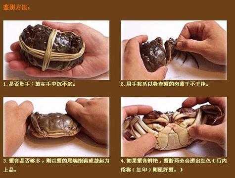 鬼头蟹_如何挑选新鲜美味的?