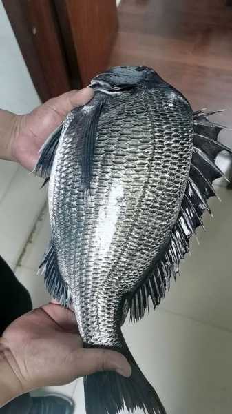 黑鲷鱼图片_如何辨别优质黑鲷鱼