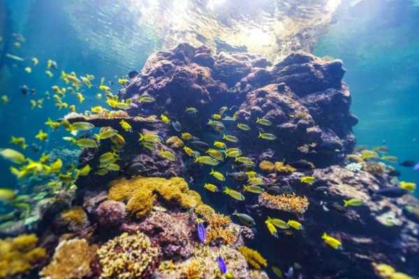 MARINEAqUARiUM_探索海洋生物的奇妙世界