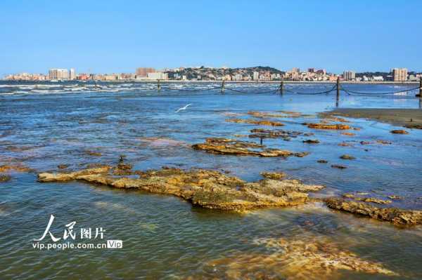 深沪湾海底古森林_神秘的自然遗迹揭秘