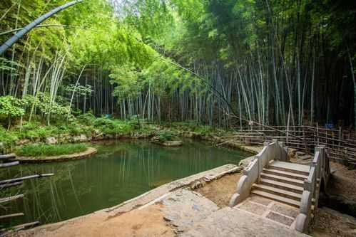 石塘竹海_探索这个世外桃源的魅力